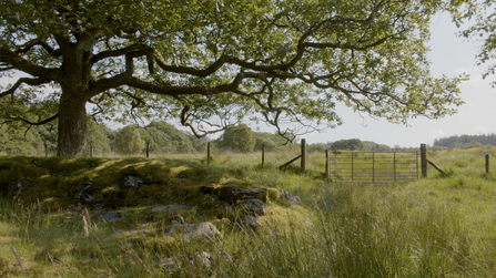 Oak tree in a boggy field with a metal gate.
