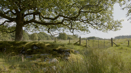 Oak tree in a boggy field with a metal gate. 