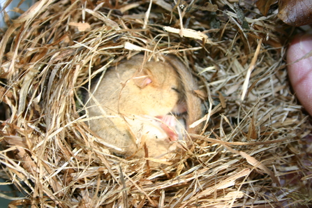 Dormouse sleeping in Brecknock