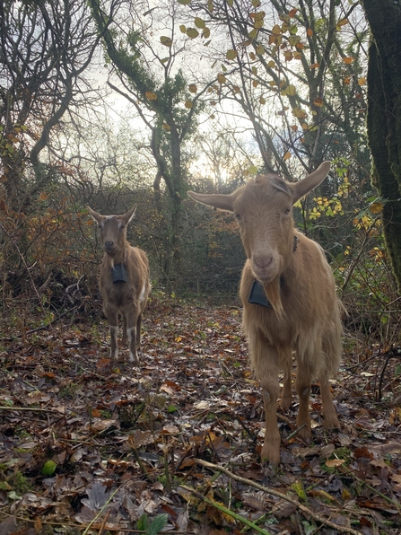 Two goats in a woods