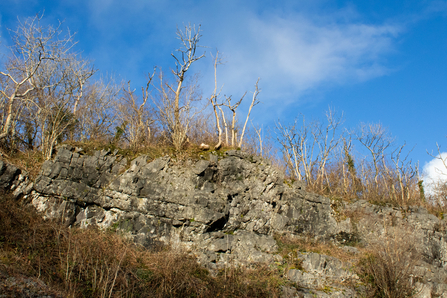 Grey rock face with trees growing on top. The sky is bright blue.