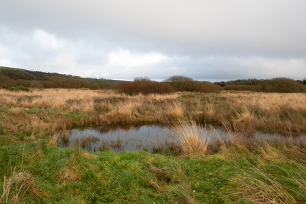 A pond in a marshy grassland on a cloudy winter's day.