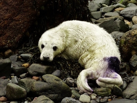 Grey Seal on Skomer Island