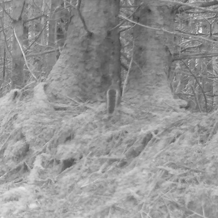 Black and white image of Grey squirrel from a camera trap.