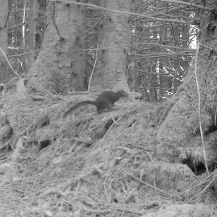 Black and white image of Grey squirrel from a camera trap. 