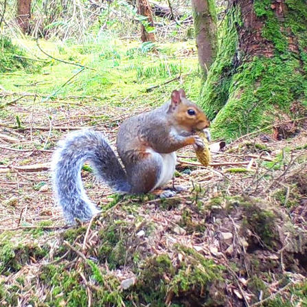 Grey squirrel on forest floor with a pine cone in it's mouth.