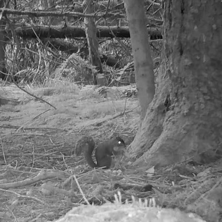 Black and white image of Grey squirrel from a camera trap.