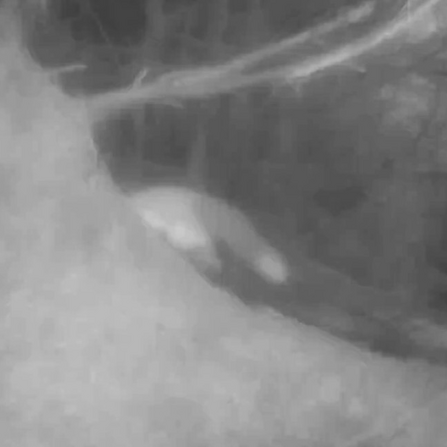 Black and white image of Red squirrel from a camera trap.