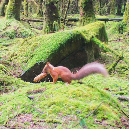 Red squirrel on forest floor with a pine cone in it's mouth.