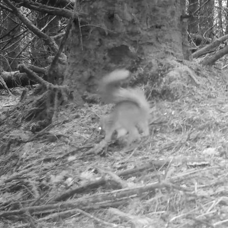 Black and white image of Red squirrel from a camera trap. 