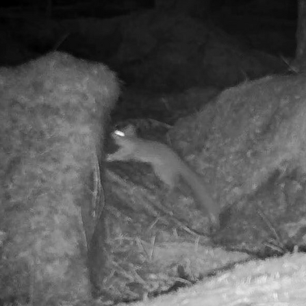 Black and white image of Red squirrel from a camera trap. 