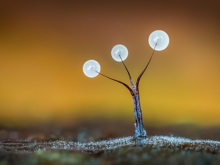 Slime Mould