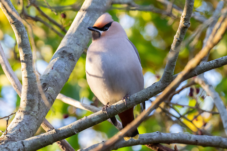 A waxwing sat on a branch. 