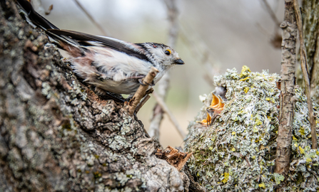 Long-tailed tit feeding chicks in the nest.