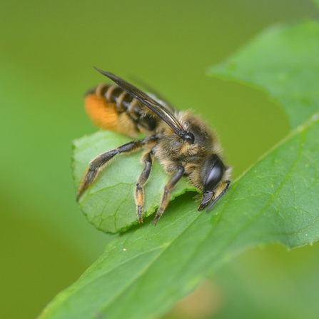 Patchwork leafcutter bee cutting a leaf.