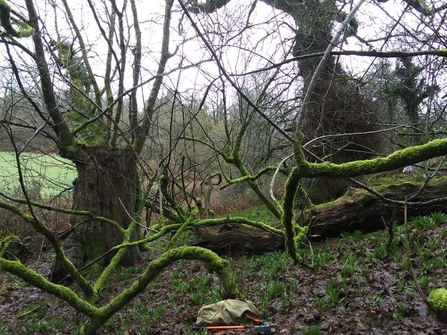 Young sycamore under oak canopy.