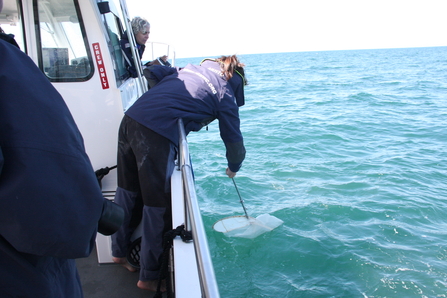 r Sarah Perry collecting Bottlenose Dolphin faecal samples using a net. 