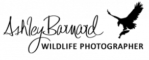 Ashley Barnard Wildlife Photographer Logo