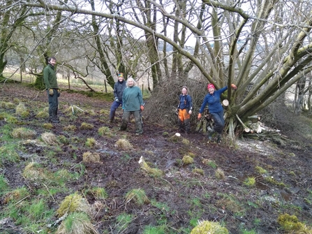 Vicarage Meadow, Willow tree coppicing.