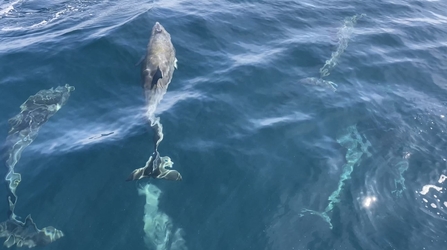 Bottlenose Dolphin swimming. Collecting Dolphin faecal samples.