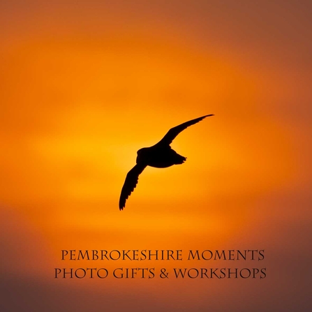 Pembrokeshire Moments Logo featuring a Puffin.