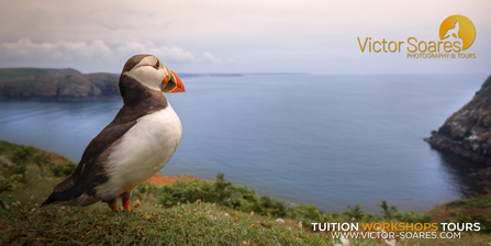 Victor Soares Photography and Tours poster featuring a Puffin.