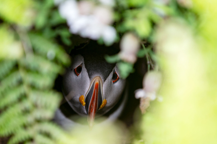 Puffin looking out of a burrow.