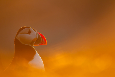 Puffin backlit at sunset.