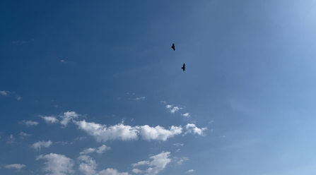 Birds flying in the blue sky.