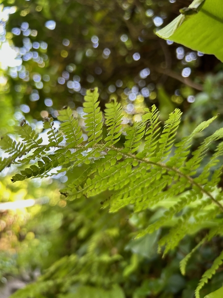 Close up of bracken.