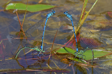 Azure damselfies mating on pond surface
