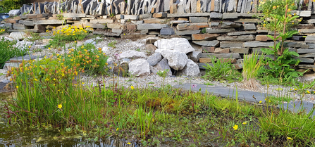 Pond with vegetation near a dry stone wall