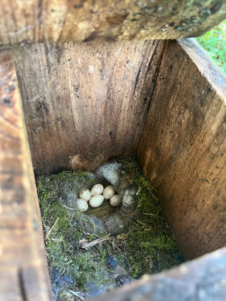 Six white eggs in nest box.