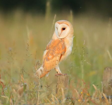 Barn owl