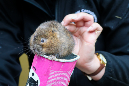 A water vole being held on top of a tube. 