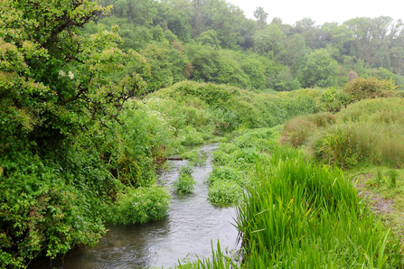 A river with lots of vegetation on the banks on a rainy day. 
