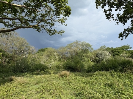A woodland and clearing with a dark sky. 