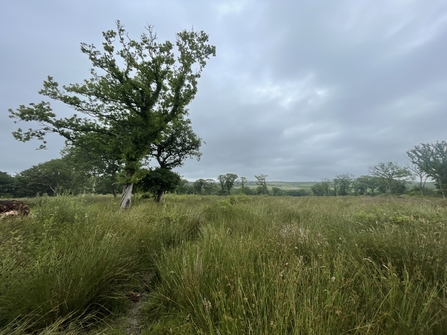A grassland with a tree on a grey summers day.