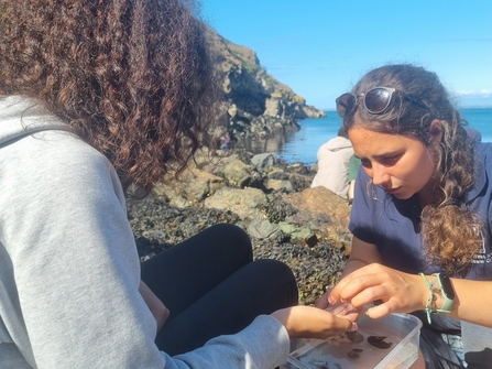 Volunteering handing crab to B2N member during a rockpooling event on Skomer