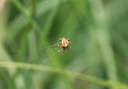 A large spider on a web.