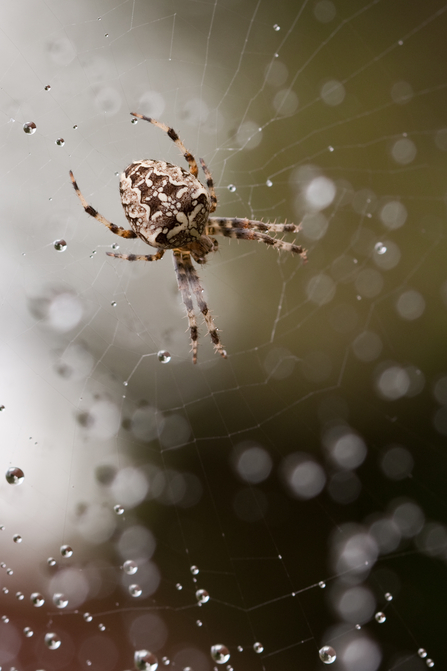 Garden Orb Weaver - a large brown spider on a web with water droplets on it..