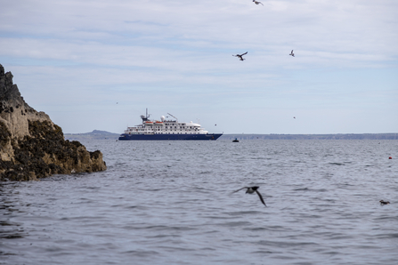 Small cruise ship out at sea, puffins in the foreground