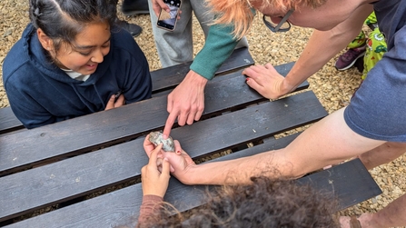 Skomer Visitor Officer showing B2N members a Skomer vole
