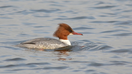 A female Goosander - a duck with a orange head and long sharp beak. 