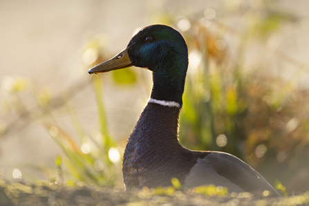 A Mallard in the grass - this duck has a dark green head with yellow bill. 
