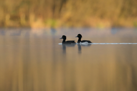 A pair of Tufted Ducks on a pond. 
