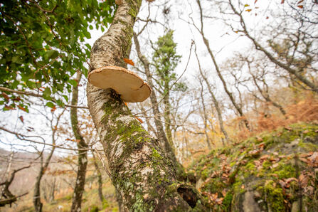 A Birch Polypore growing on a birch tree in an autumnal woodland.