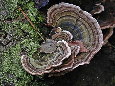 Turkey Tail. A colourful bracket fungus growing from a log. 