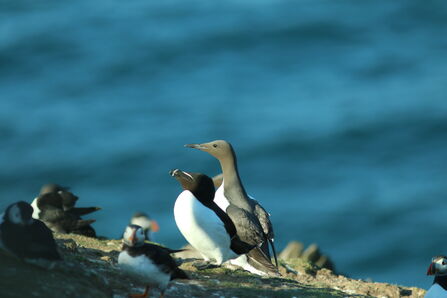 A Guillemot and Razorbill sit on a bank with a Puffin in the foreground.
