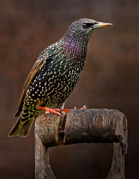 Starling perched on spade handle